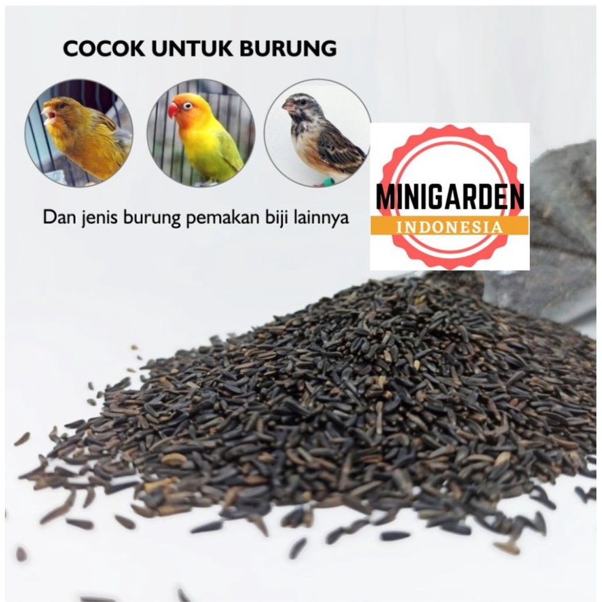 PAKAN BURUNG NIGER SEED IMPORT PREMIUM biji niger hitam makanan burung kenari finch bebas kutu