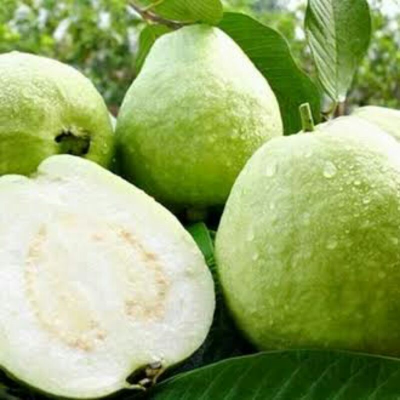 

Jambu biji Bangkok / Jambu biji segar daging putih 200g
