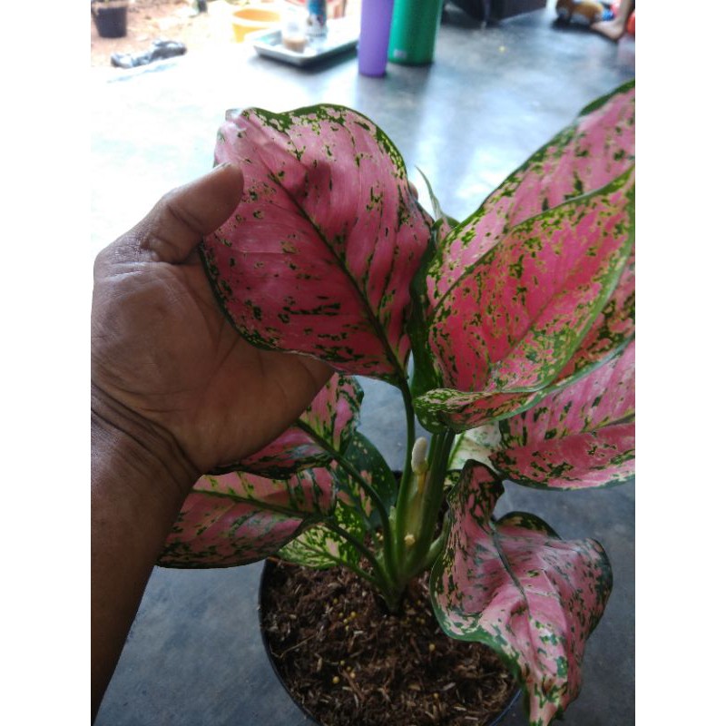 dud anjamani indukan