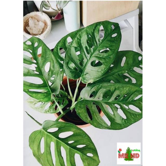 Tanaman Hias Monstera Adansonii Shopee Indonesia