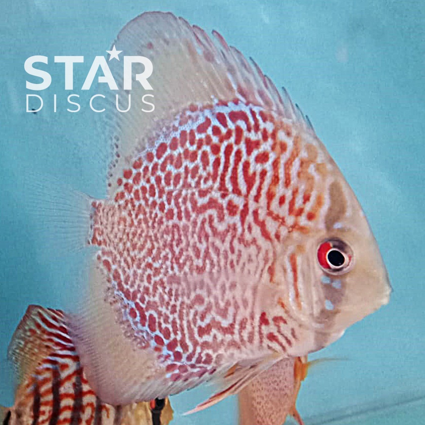 Discus Ring Leopard 2,25 inch up - SALE