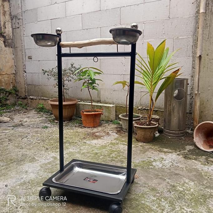 tangkringan burung parrot/kakatua