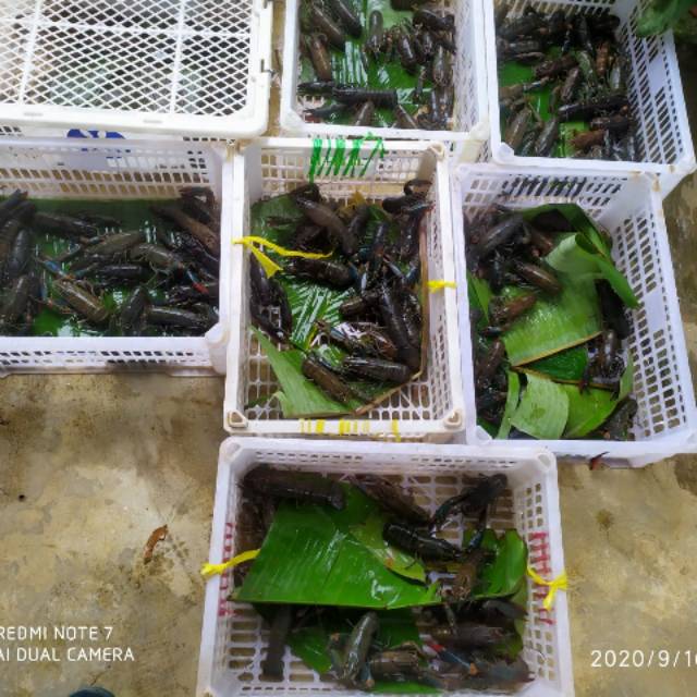 

LOBSTER SUNGAI/AIR TAWAR