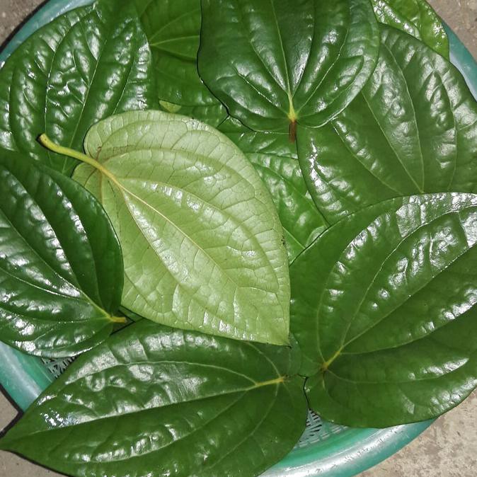 

JUAL DAUN SIRIH Segar 500 gram