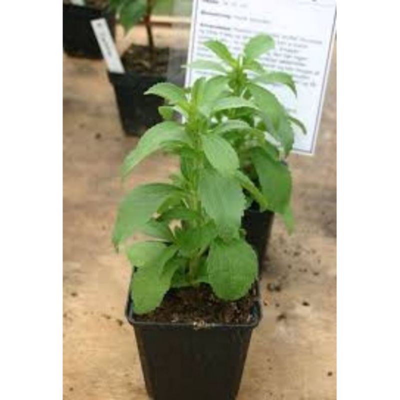 bibit Tanaman hias herbal Stevia (daun pemanis ) minimal pembelian 5