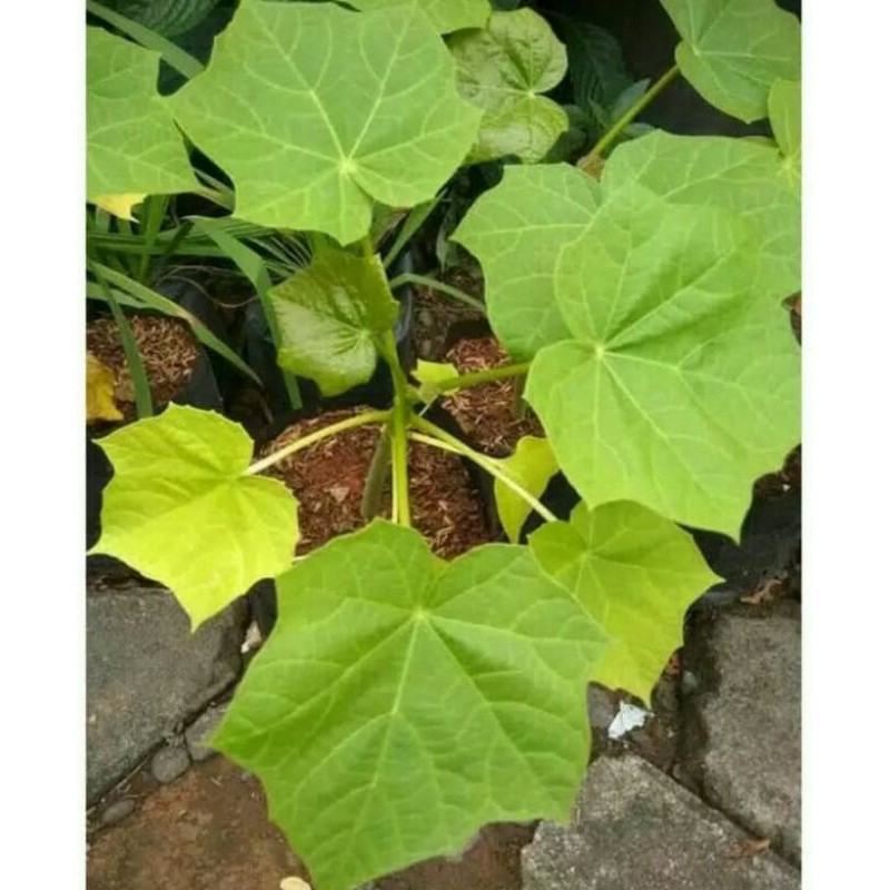 Pohon Jarak/Pohon Obat