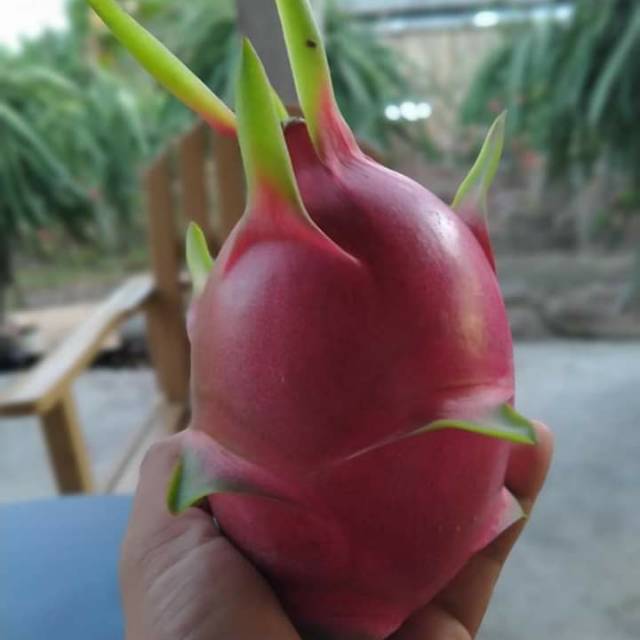 Bibit buah naga putih