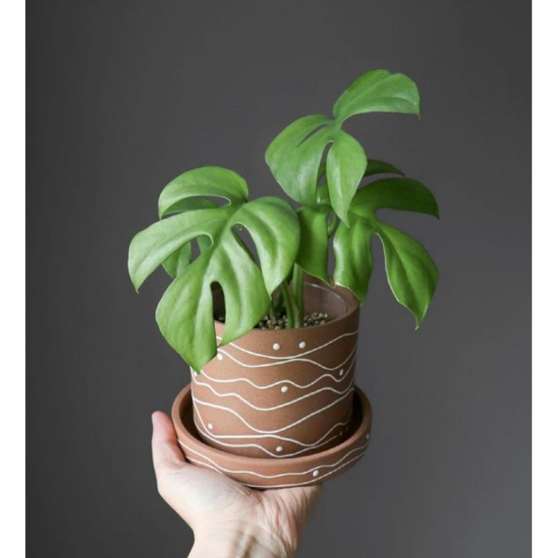 Monstera Minima tetrasperma monsteramini