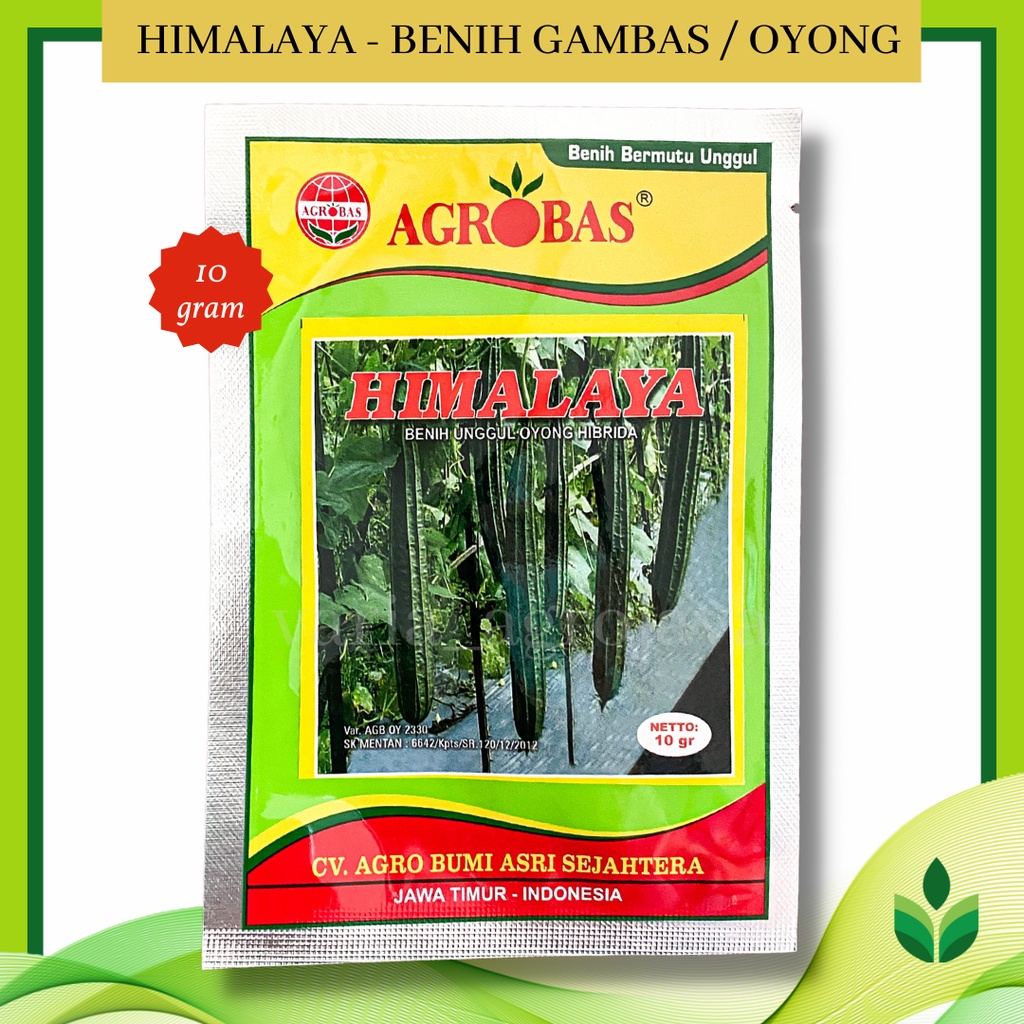 Benih Bibit Gambas / Oyong Himalaya - Agrobas
