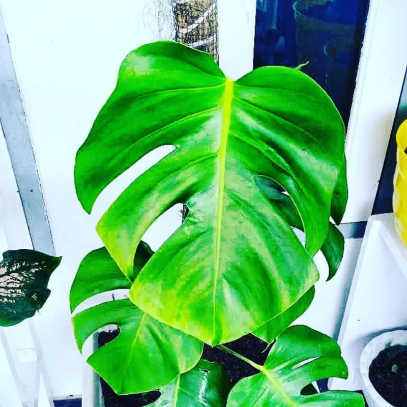 Monstera borsigiana