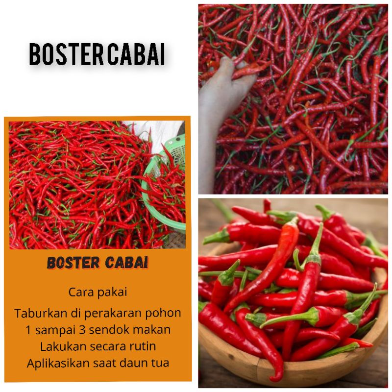 BOSTER CABAI BOOSTER CABAI PUPUK CABAI