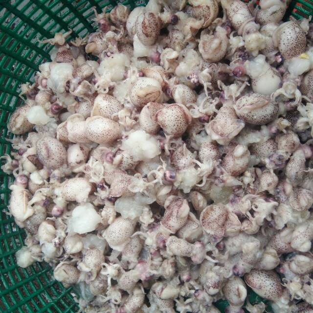 

Cumi bertelor