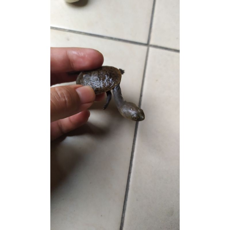 Siebenrocky sibenrocki leher panjang baby