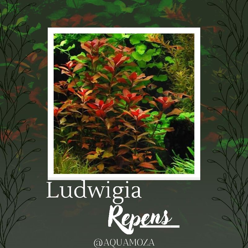 Ludwigia repens ( Tanaman Aquascape Tanpa Co2 Tumbuhan Air Aquarium )