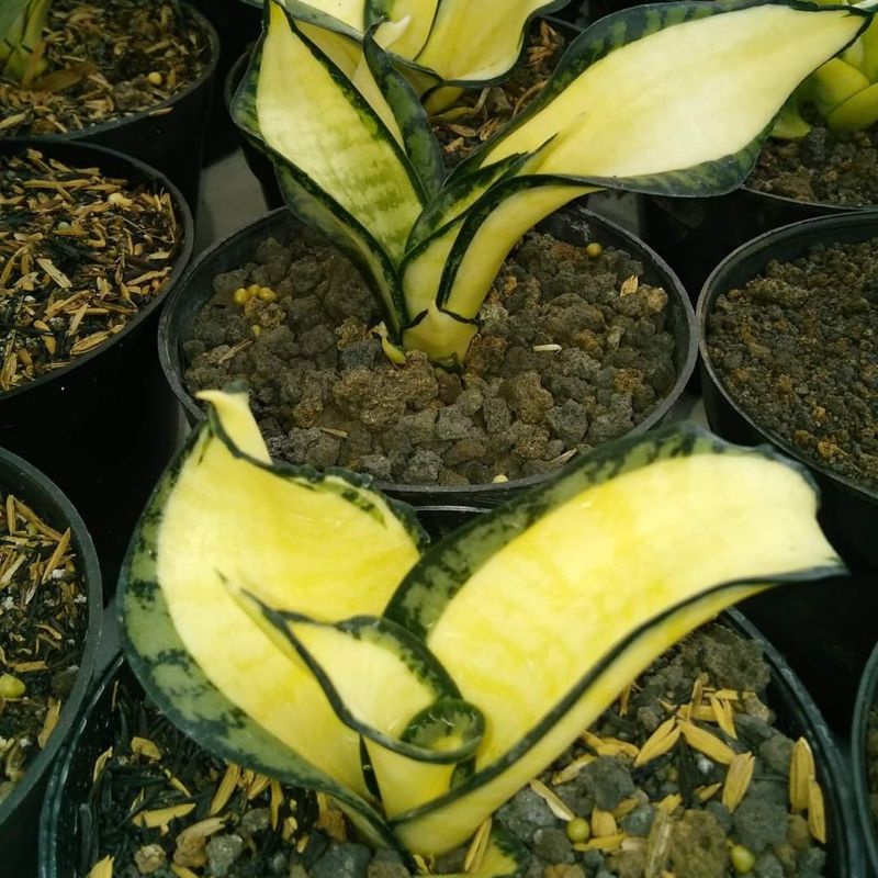 Sansevieria golden wendy Mutasi Kuning Sansivera Gold Wendy's Mutasi