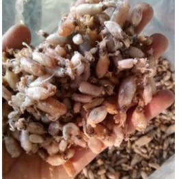 Jual Baby cumi kering baby cumi medan bebi cumi kecil mentah | Shopee