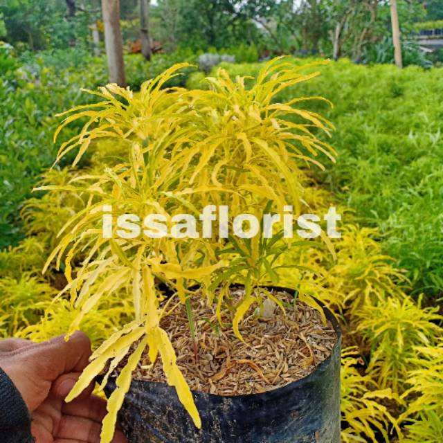 Bunga brokoli kuning