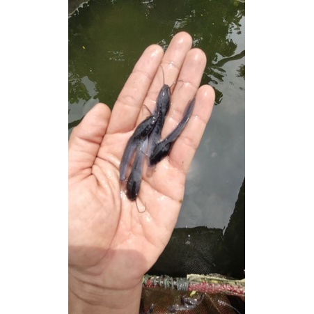 BIBIT/BENIH IKAN LELE SANGKURIANG/MUTIARA (GARANSI KEMATIAN).