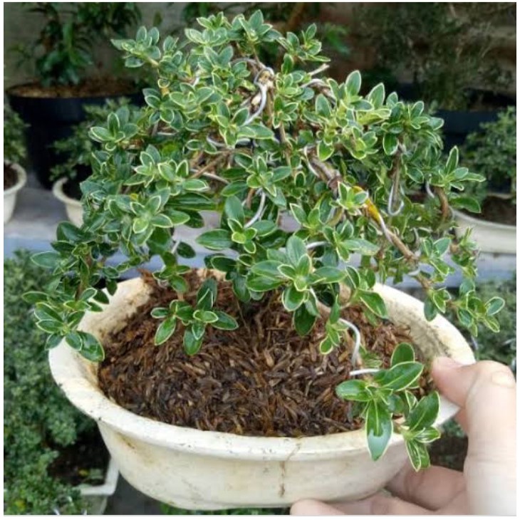 Bibit Bonsai Tanaman Hias Mirten Pohon Bonsai Mirten Berbunga