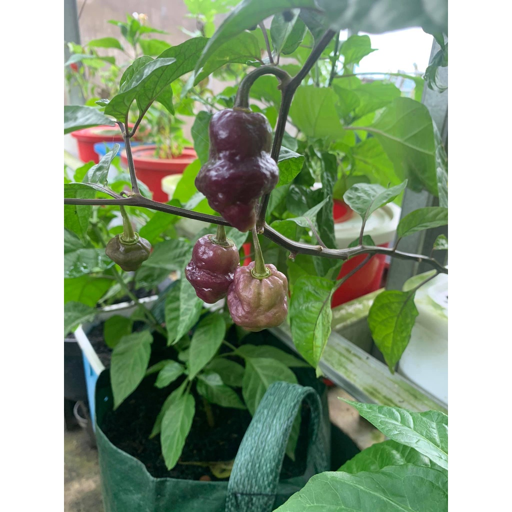 Benih Bibit Biji - Cabai Roxa Lantern Purple Cabe Ungu Pepper Seeds