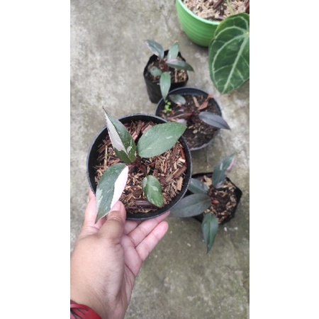 philodendron pink princess