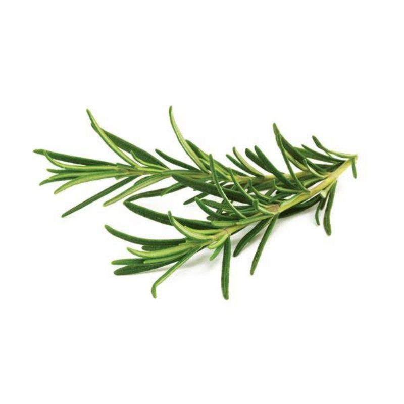 [SAYUR EMAK] (ORGANIK) ROSEMARY PER PACK / SAYUR SEGAR