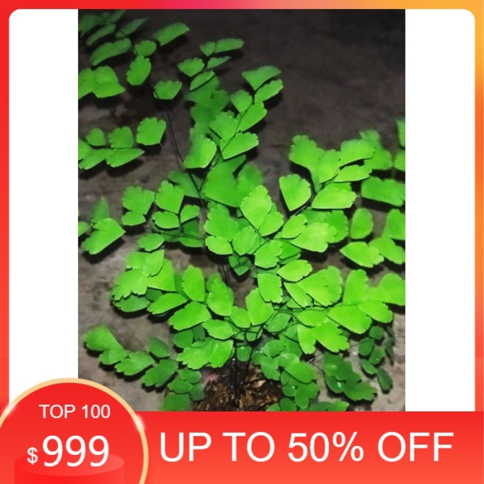 pakis suplir tanaman hias pakis suplir pakis sisik