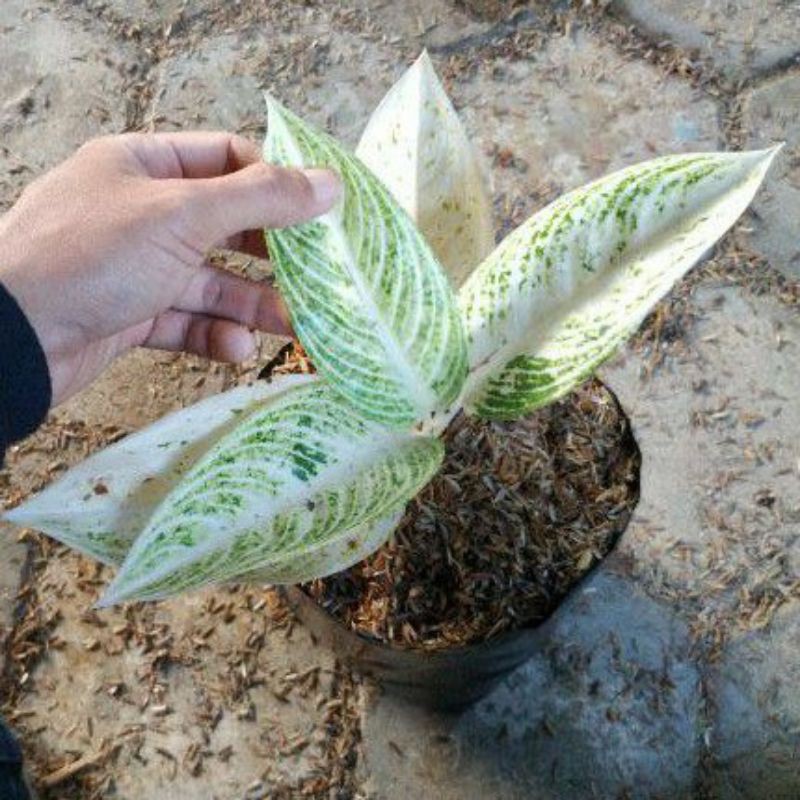 TANAMAN HIAS AGLAONEMA LEGACY WHITE