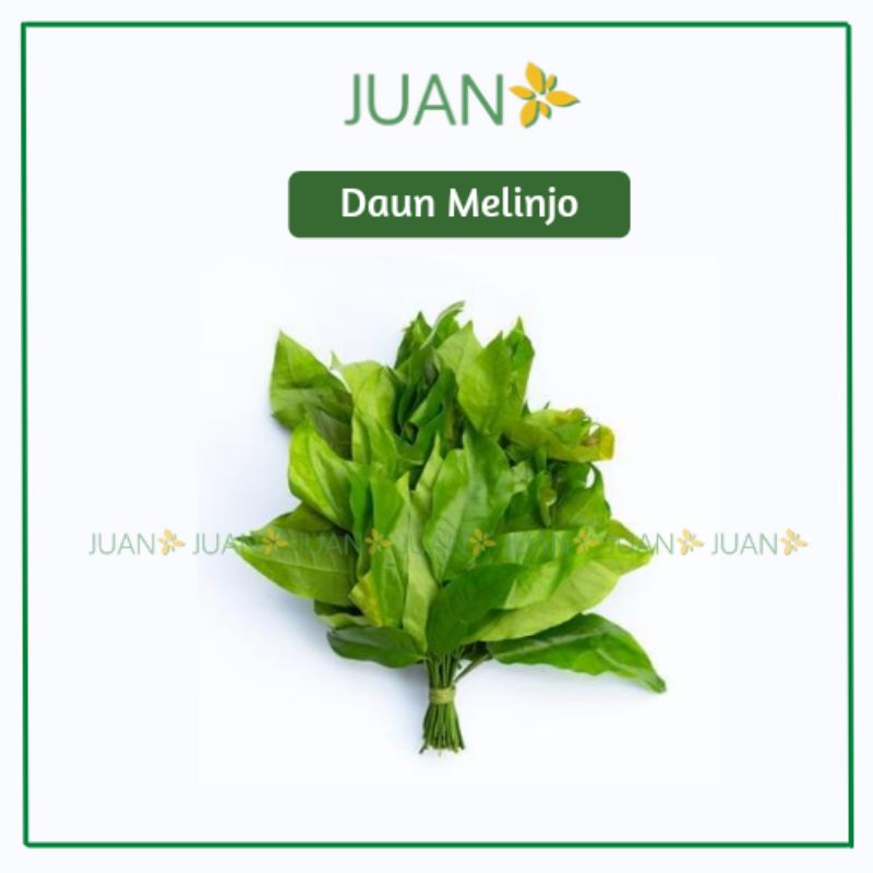 

Daun Melinjo 1 Ikat - Juan Freshmart