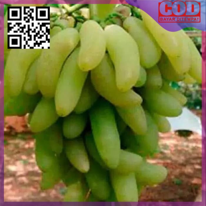 Bibit anggur import banana