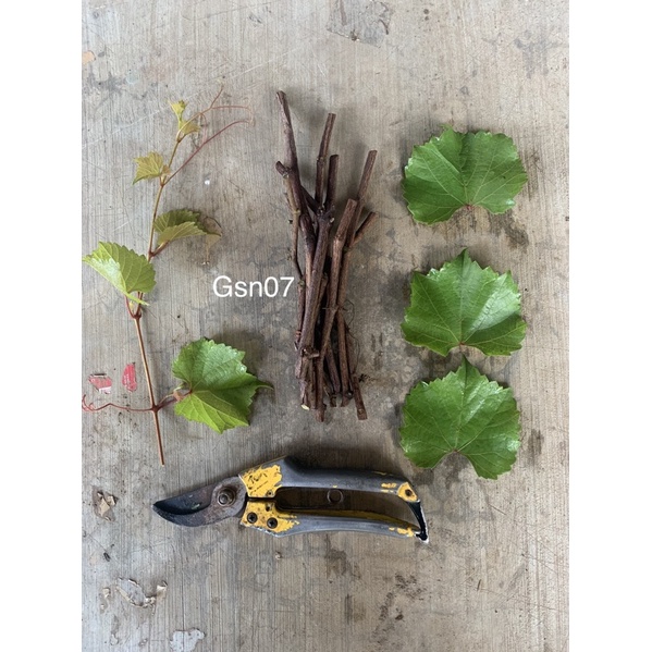 Cutting Fresh Richter 110 Rootstock Tanaman Anggur Import Valid