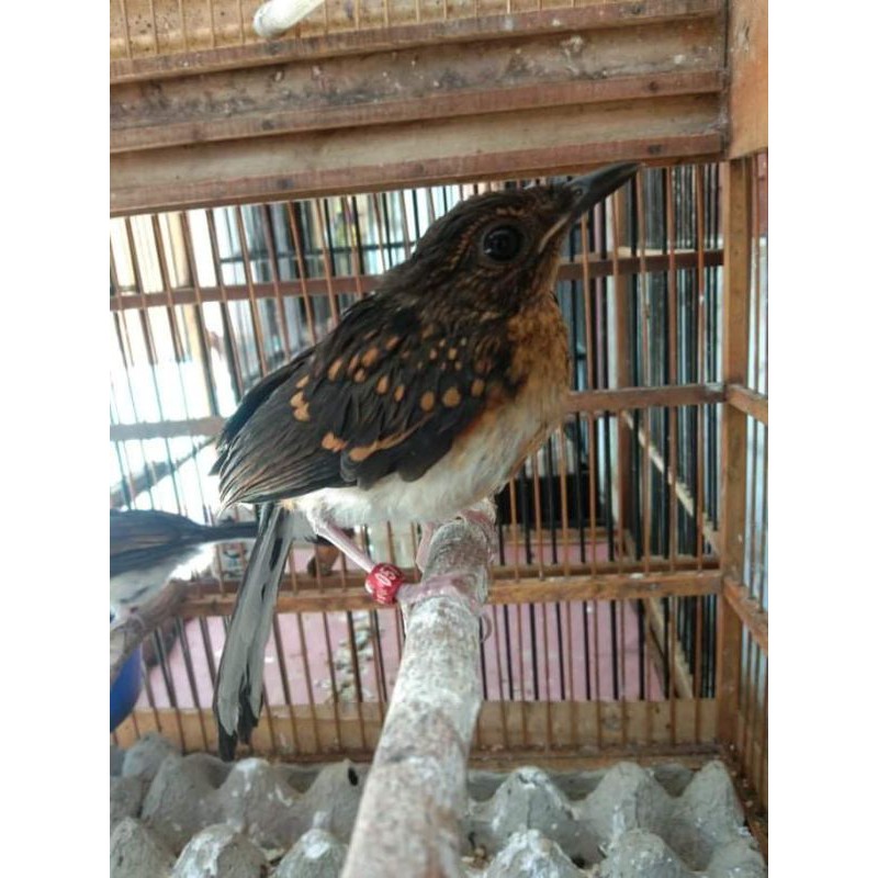 anakan murai batu medan