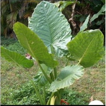 Alocasia Alba varietas