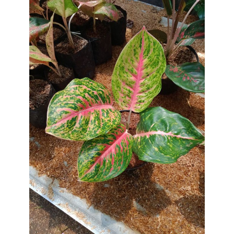 Aglonema big papa - tanaman hias aglonema big papa