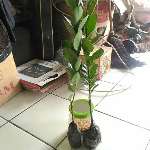 Bibit Lemon Australia