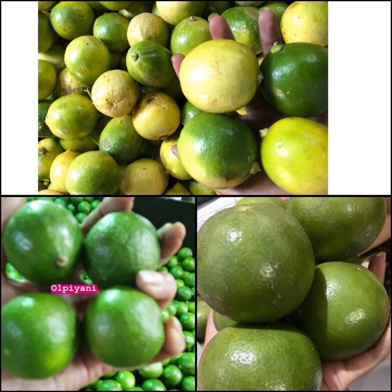 Jeruk nipis / Lemon / peras 1kg PROMO