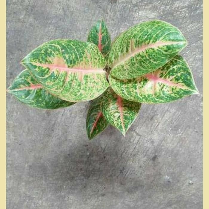 tanaman hias aglonema Harley Quinn - aglonema HarleyQuinn