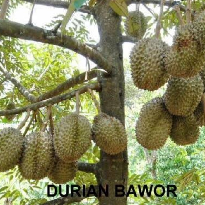 Bibit Durian Montong Okulasi/ Pohon Durian Bawor Okulasi/ Tanaman Buah Durian Musanking Okulasi/ Dur