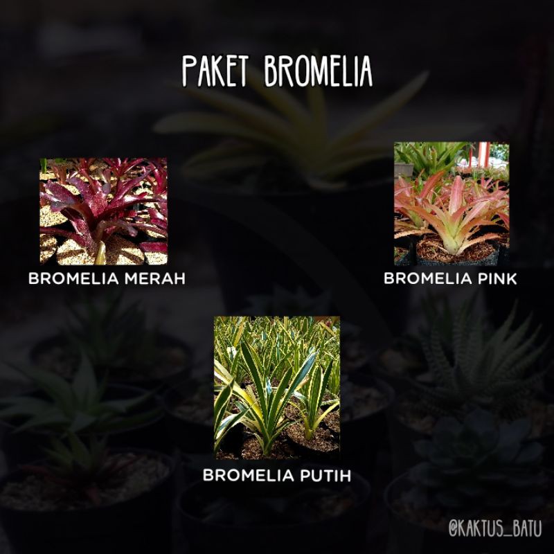 PAKET BROMELIA