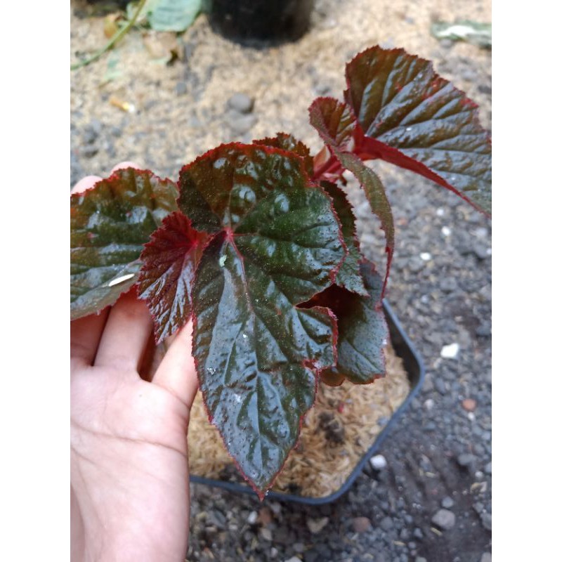 Begonia Hitam