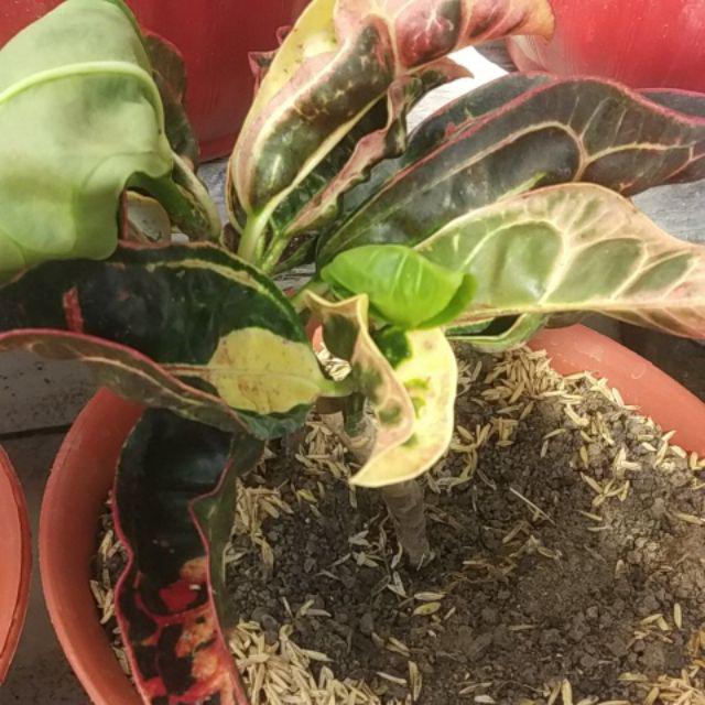 Tanaman Hias Puring Kura Kura Medium