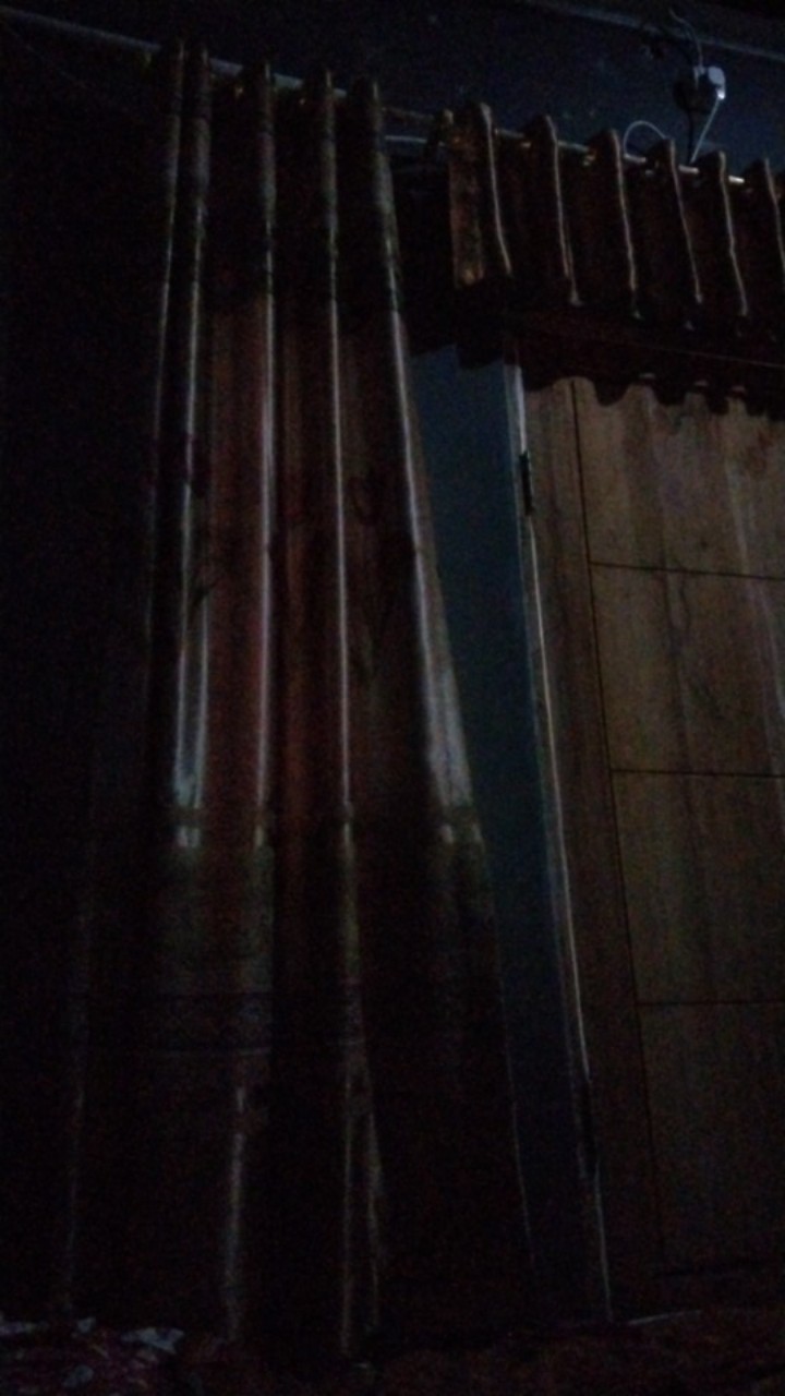 Tanaman Hias Aglonema Venus