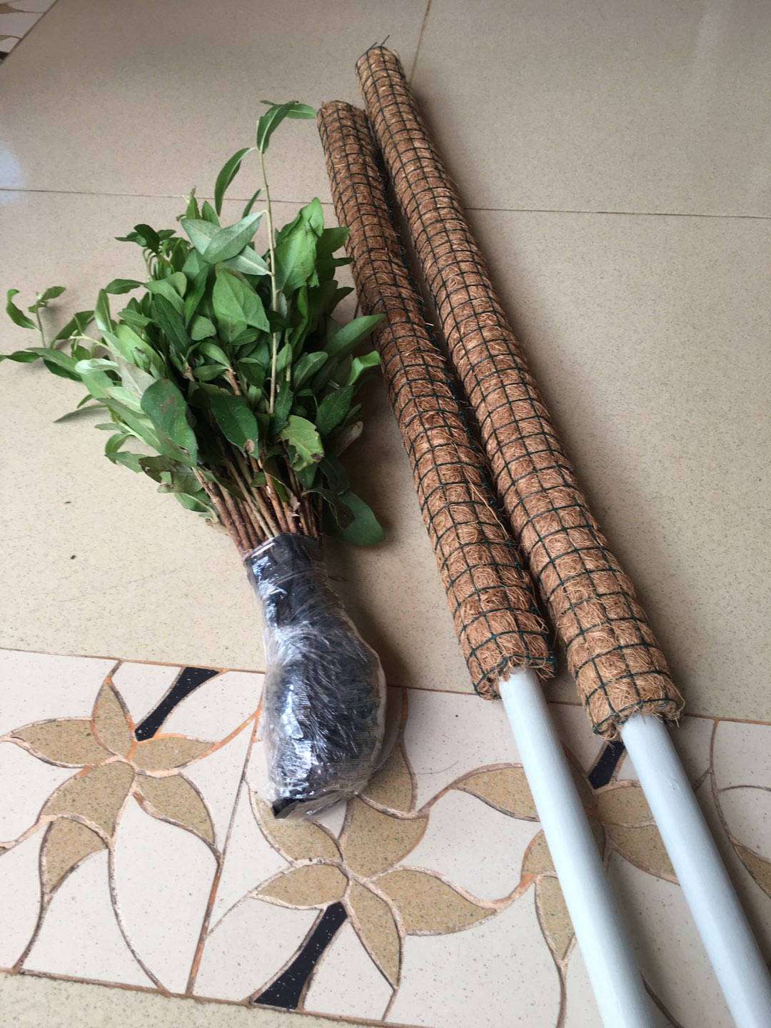 Pohon Lee Kwan Yew / Likuanyu Perbatang