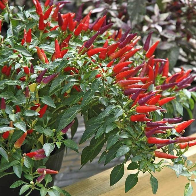 Benih Bibit Biji - Cabai Sangria Confetti Ornamental Cabe Rainbow Pepper Seeds