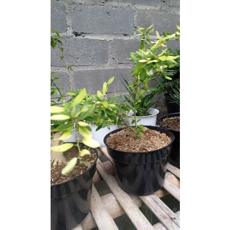 Bibit bonsai saeng simbur vietnam varigata bunga ungu