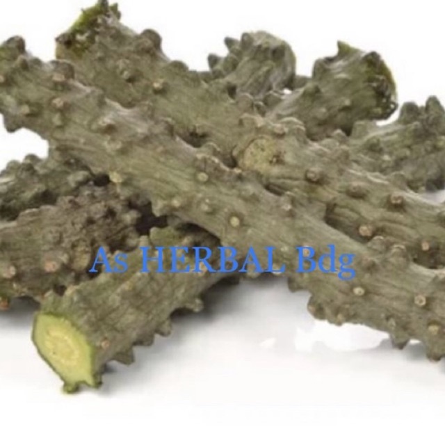 

Brotowali segar / batang brotowali 250 gram-az