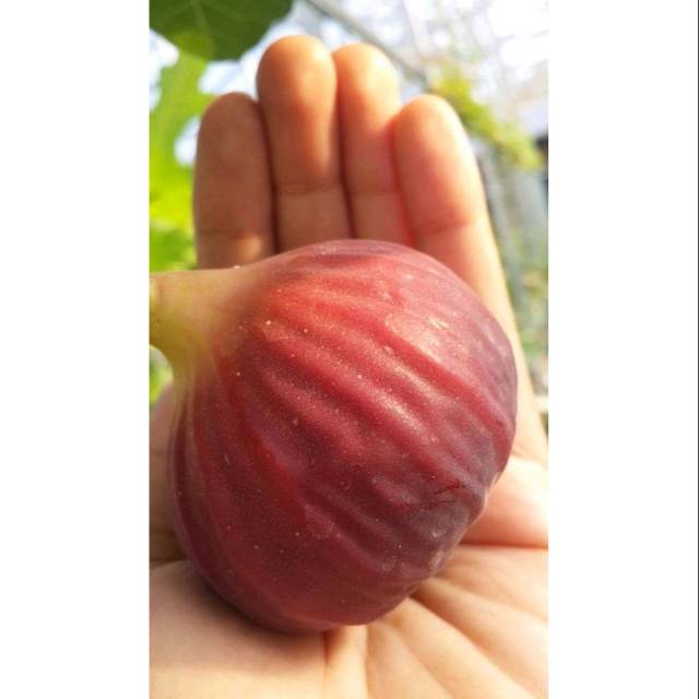 Bibit Buah Tin Merah