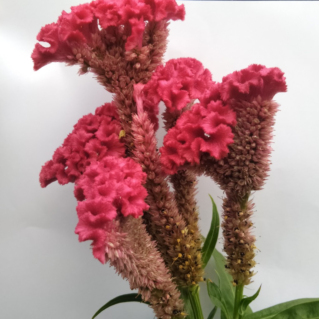 

BG_04 Bunga Cengger Ayam