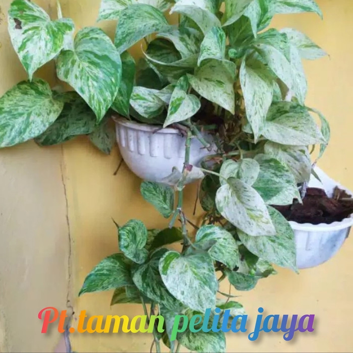 TANAMAN HIAS SIRIH GADING VARIGATA PUTIH