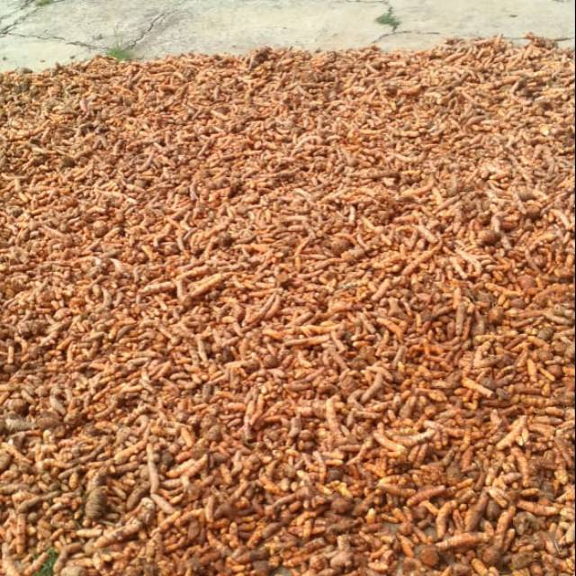 

Kunyit Herbal JSR REMPAH ASLI 500gr